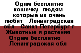 Одам бесплатно кошечку, людям, которые их очень любят - Ленинградская обл., Санкт-Петербург г. Животные и растения » Отдам бесплатно   . Ленинградская обл.